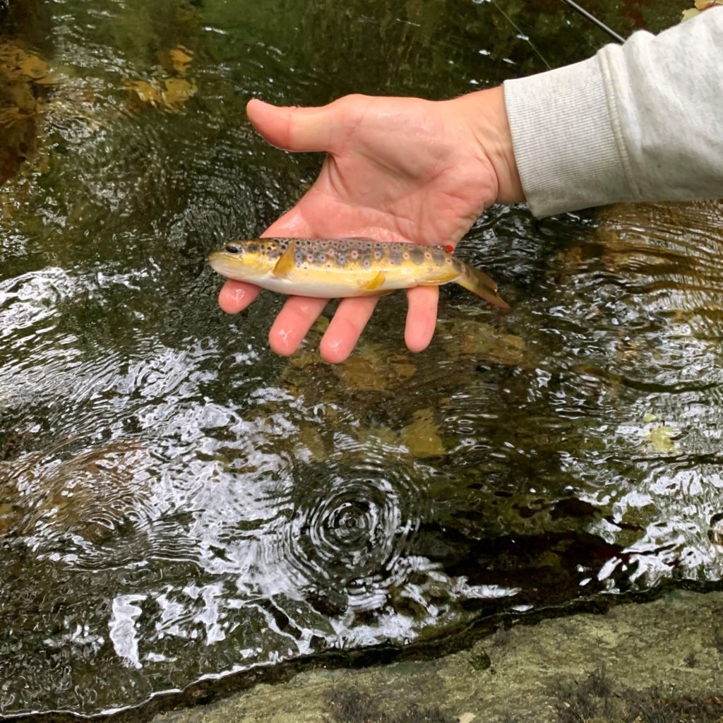 Trout from the East Lyn - Caught by Simon.